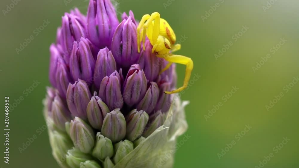 Goldenrod Crab Spider sitting on top of a Purple Allium Flower as the flower moves in slow motion from the wind. Goldenrod Crab Spider sitting on top of a Purple Allium Flower as the flower moves in slow motion from the wind.