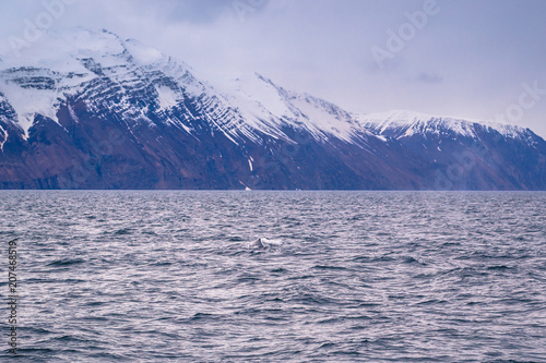 Husavik - May 07, 2018: Humpback whale in a whale-watching tour in Husavik, Iceland