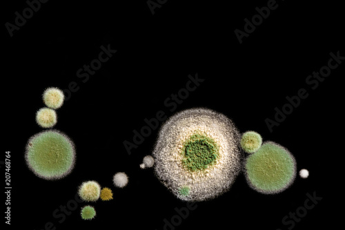 green yellow round fungal mold on a heterogeneous black surface, macro abstract background