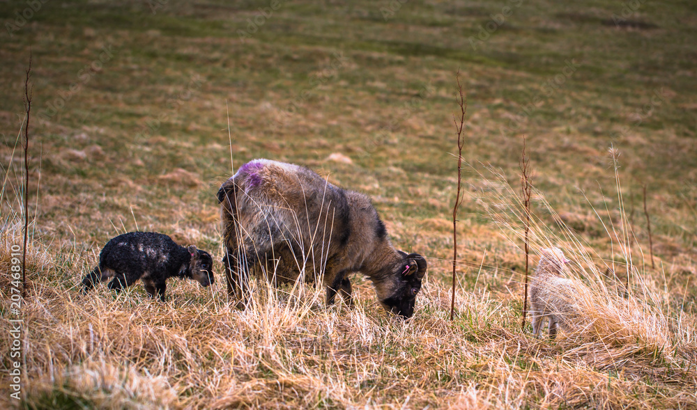 Glaumbaer - May 07, 2018: Goats in the town of Glaumbaer, Iceland