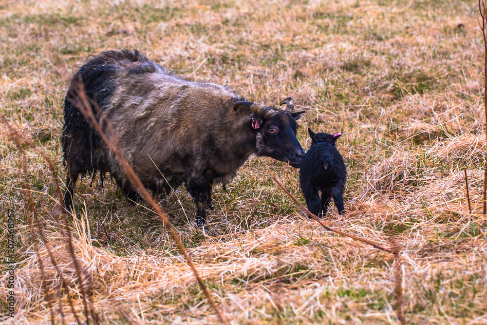 Glaumbaer - May 07, 2018: Goats in the town of Glaumbaer, Iceland Glaumbaer - May 07, 2018: Goats in the town of Glaumbaer, Iceland