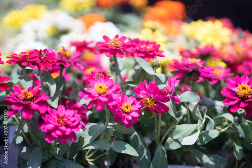 Wallpaper Mural 花々（春〜初夏） Torontodigital.ca