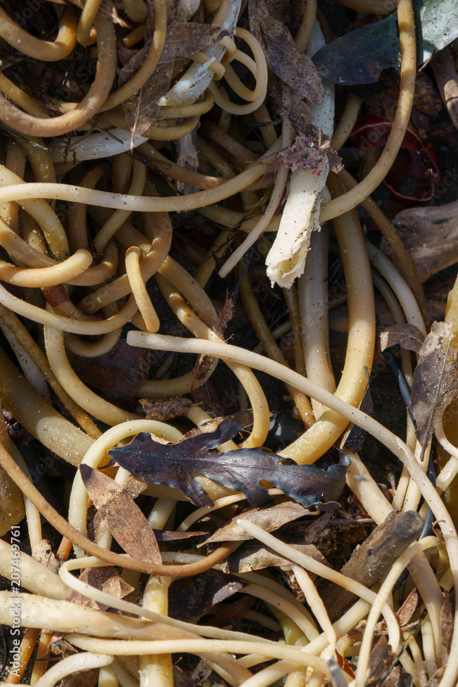 Kelp washed ashore Kelp washed ashore