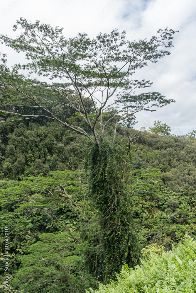 A beautiful tropical tree at the Akaka Falls state park on the Big Island of Hawaii	