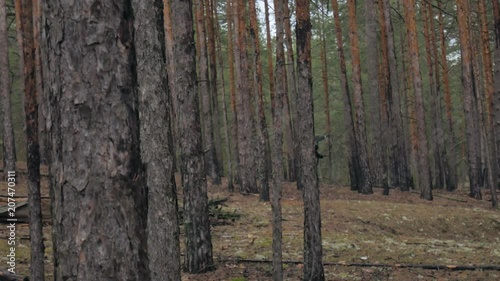 Soldiers in camouflage with combat weapons make their way outside the forest, with the aim of capturing it, the military concept photo