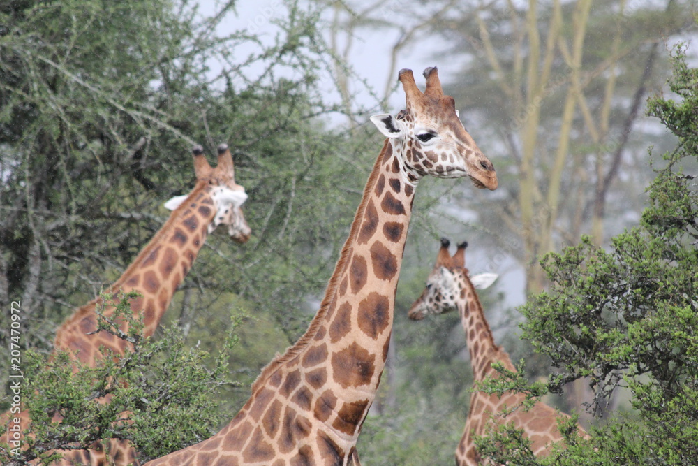 Obraz premium Group of giraffes between the trees