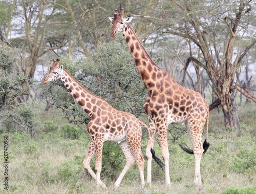 Giraffes walking in front of the trees 