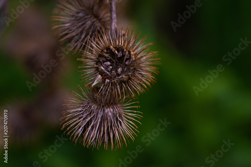 Closeup of a Thistle