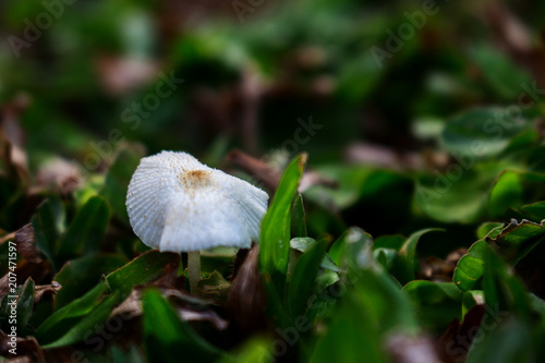 White Mushroom Between Grass