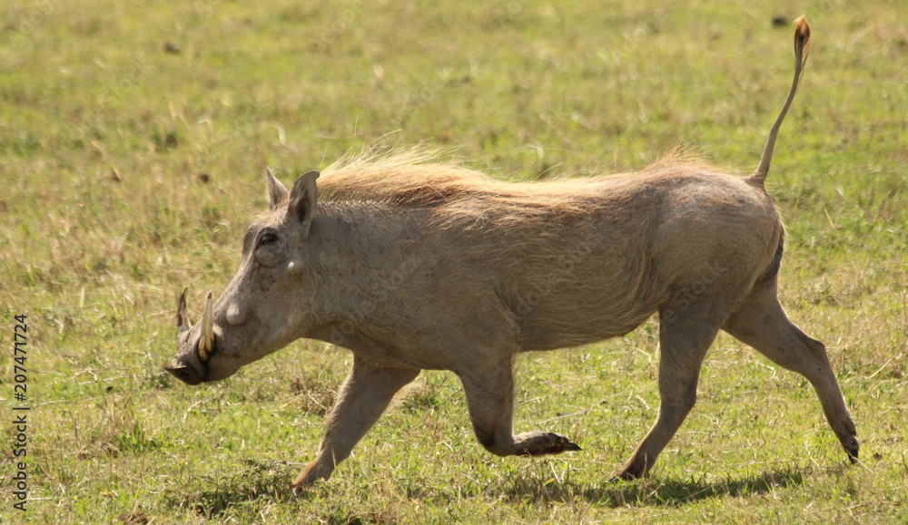 Wild boar running over the savannah Wild boar running over the savannah