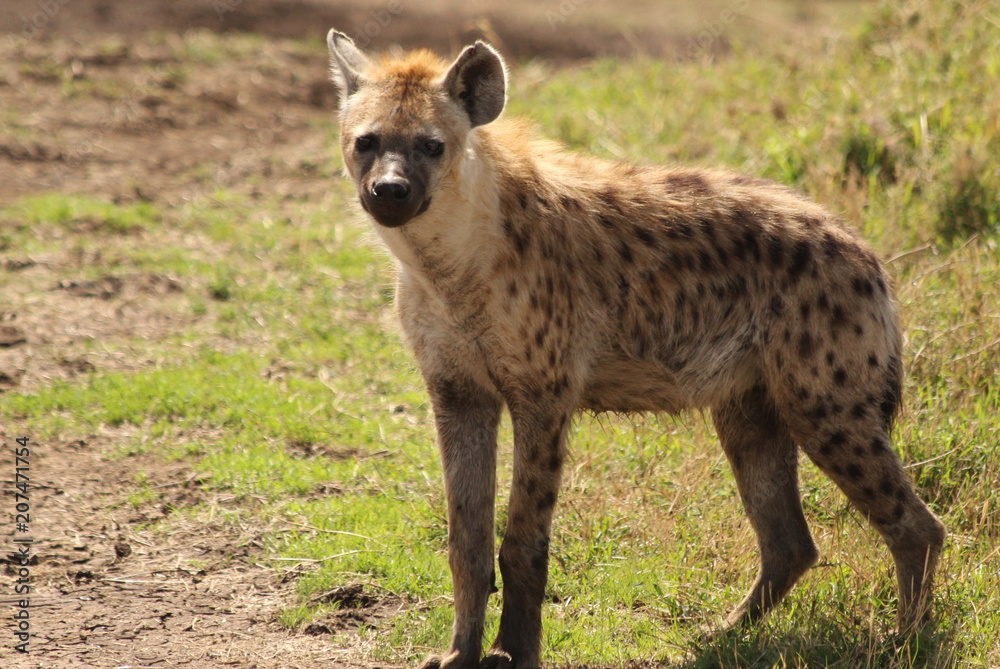 Young hyena on the African Savannah