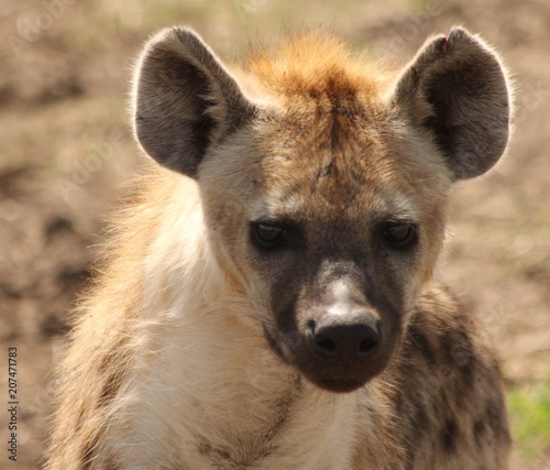 Face of a baby hyena