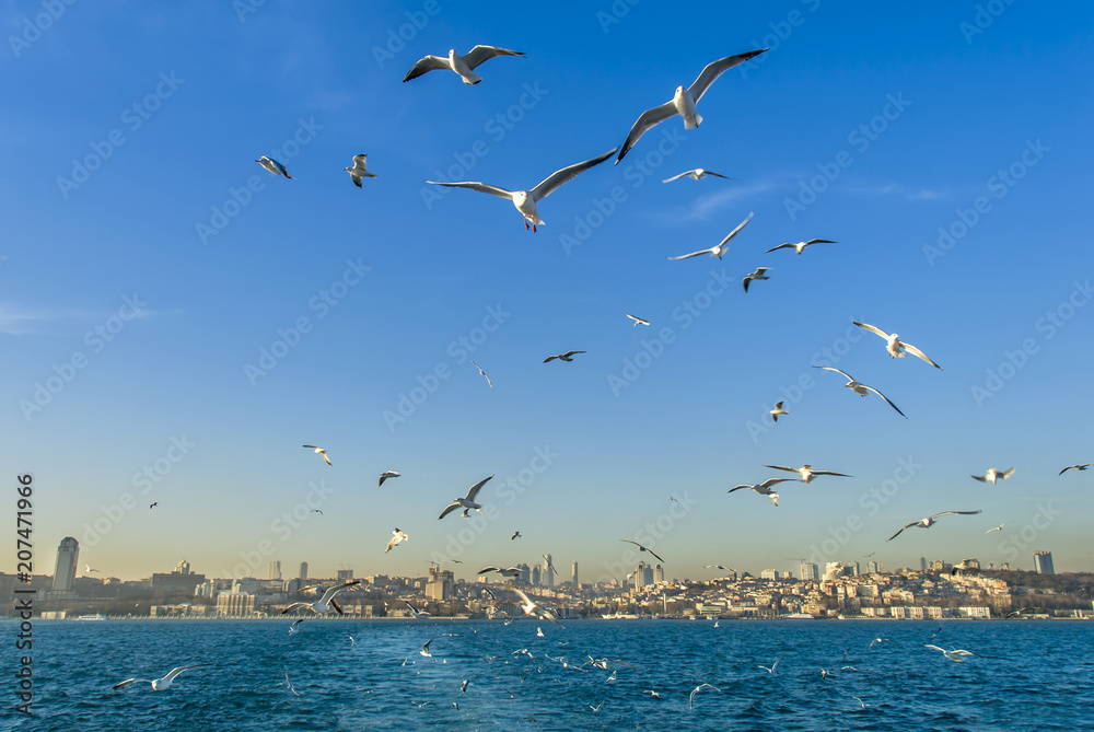 Istanbul, Turkey, 03 January 2012: The Besiktas district of Istanbul. Seagulls at Marmara Sea.