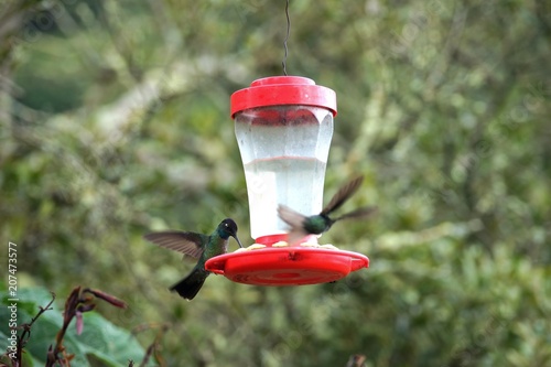 One hummingbird is feeding from the feeder while other is flying towards it