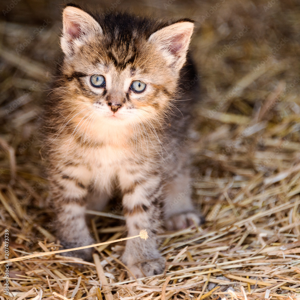 baby kitten baby kitten