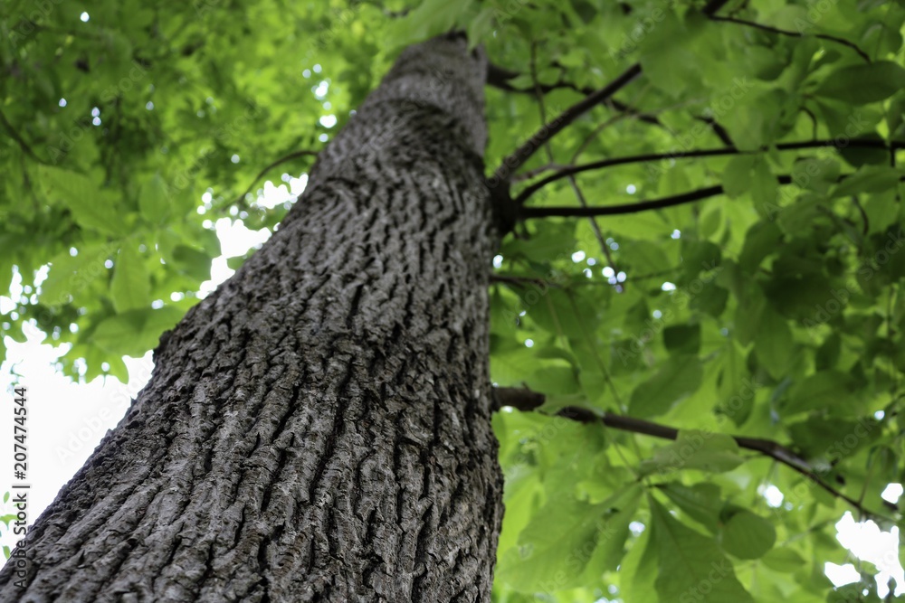 Obraz premium Tree Trunk Looking Up