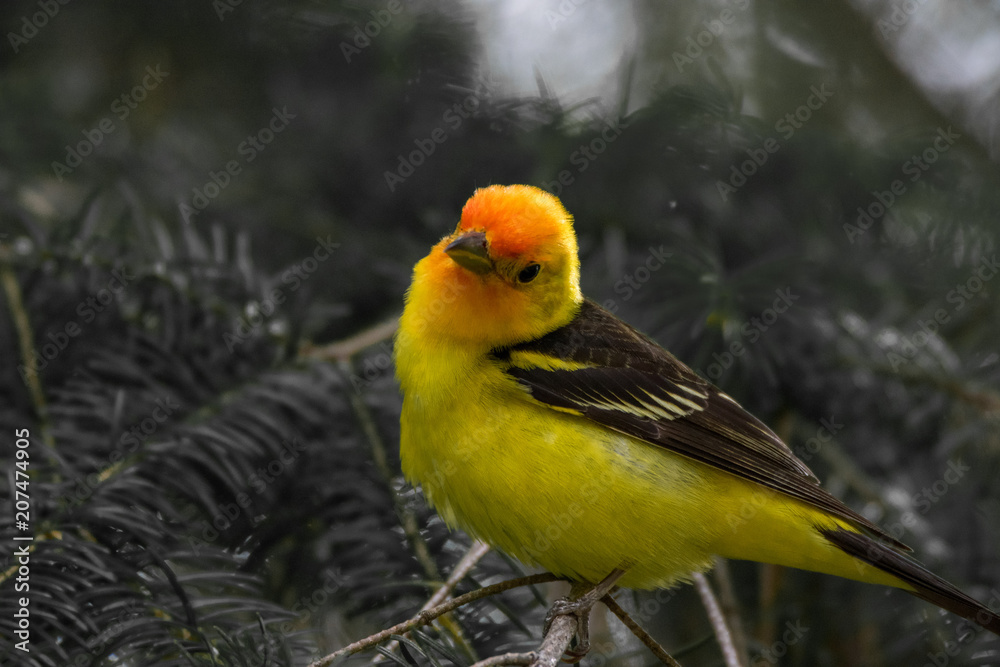 A Western Tanager in The North Cascades