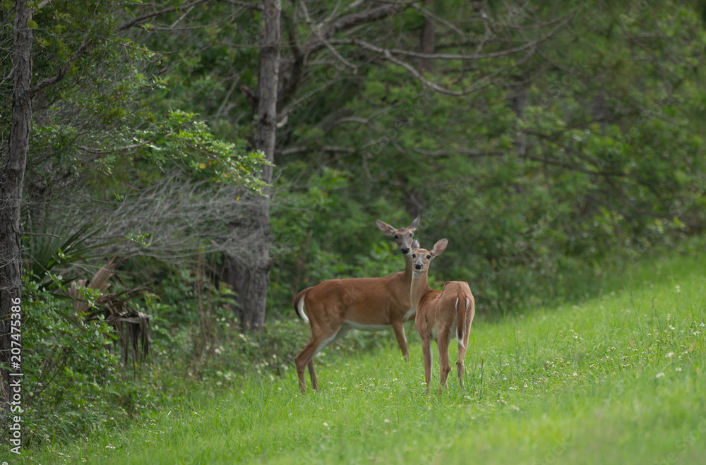 fawn and her mother have spotted you and are cautious