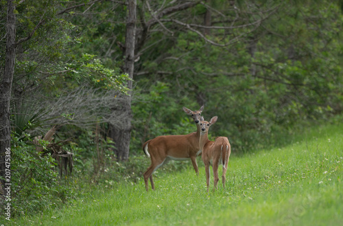 fawn and her mother have spotted you and are cautious © J.A.
