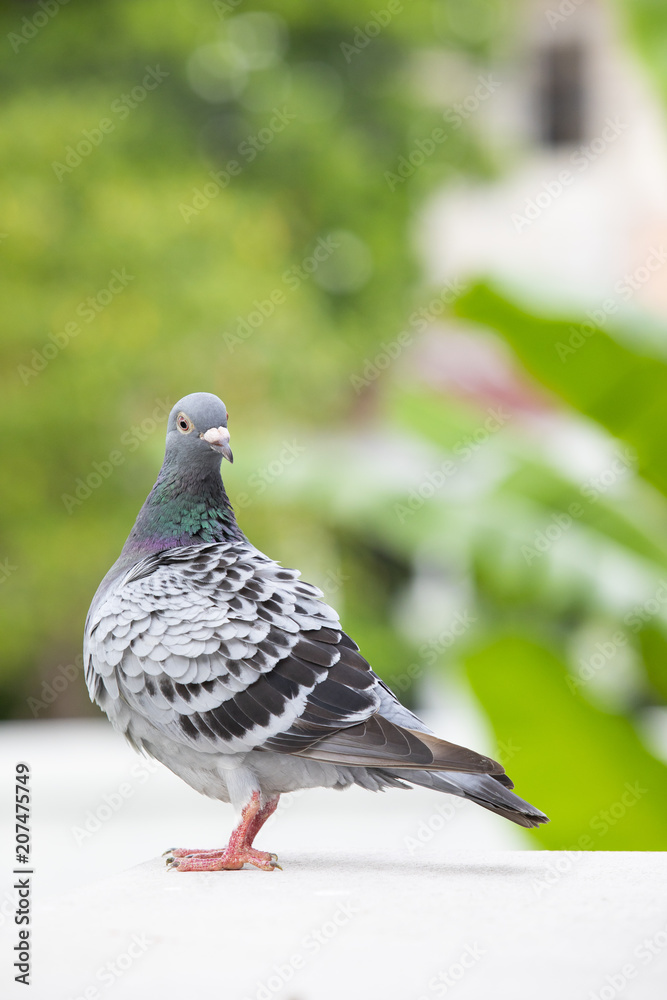 Obraz premium full body of homing pigeon bird preening feather on home loft