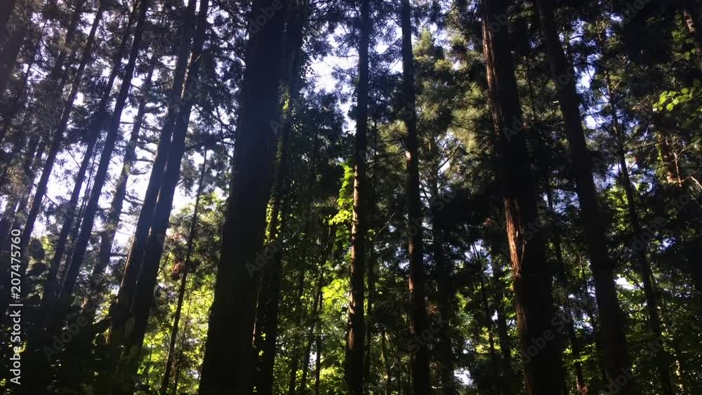 新緑 北海道 円山 新緑 北海道 円山
