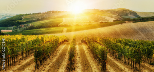 Vineyard landscape in Tuscany, Italy.