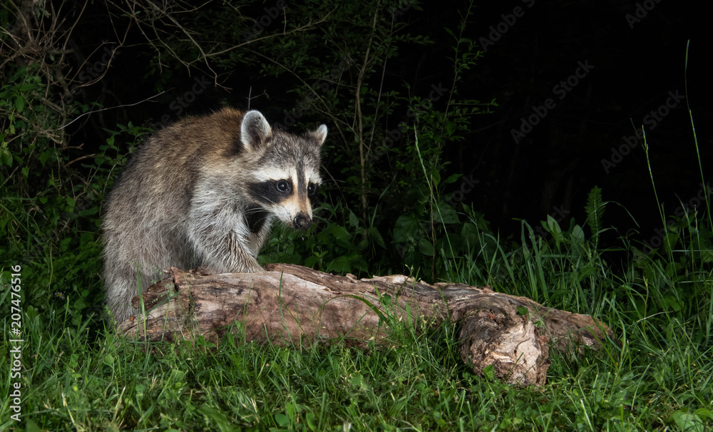 Obraz premium Raccoon 