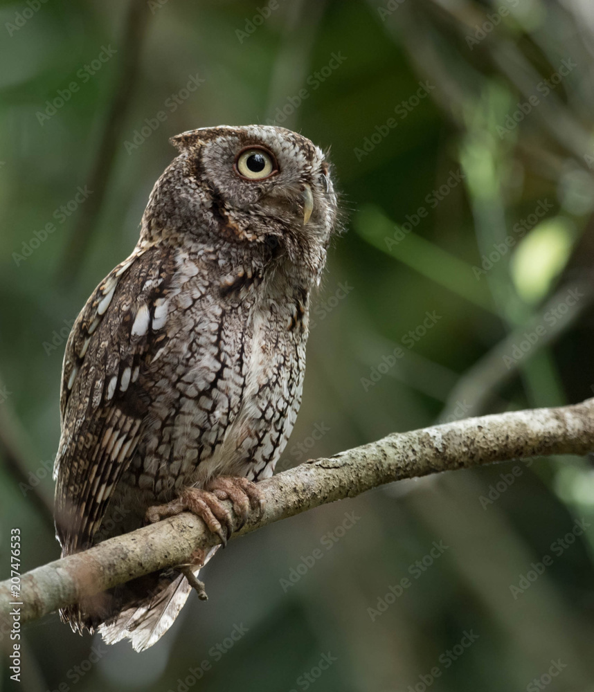 Obraz premium Eastern Screech Owl 