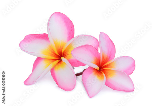 pink frangipani flower isolated white background