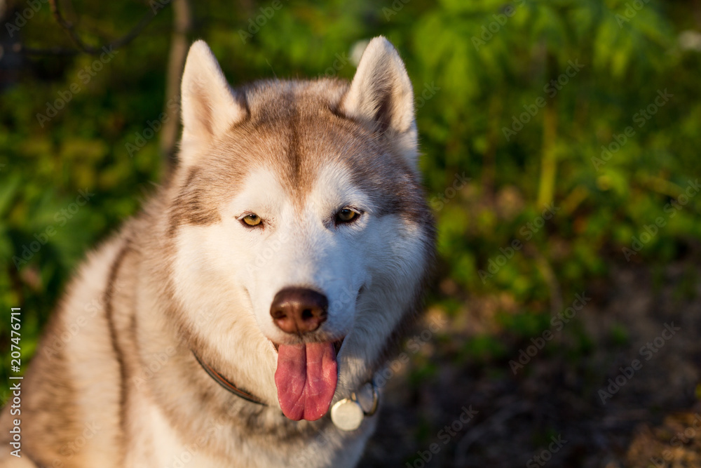 Close-up image of dog breed siberian husky with tonque out in the forest at sunset. Portrait of friendly husky dog on green grass background Close-up image of dog breed siberian husky with tonque out in the forest at sunset. Portrait of friendly husky dog on green grass background