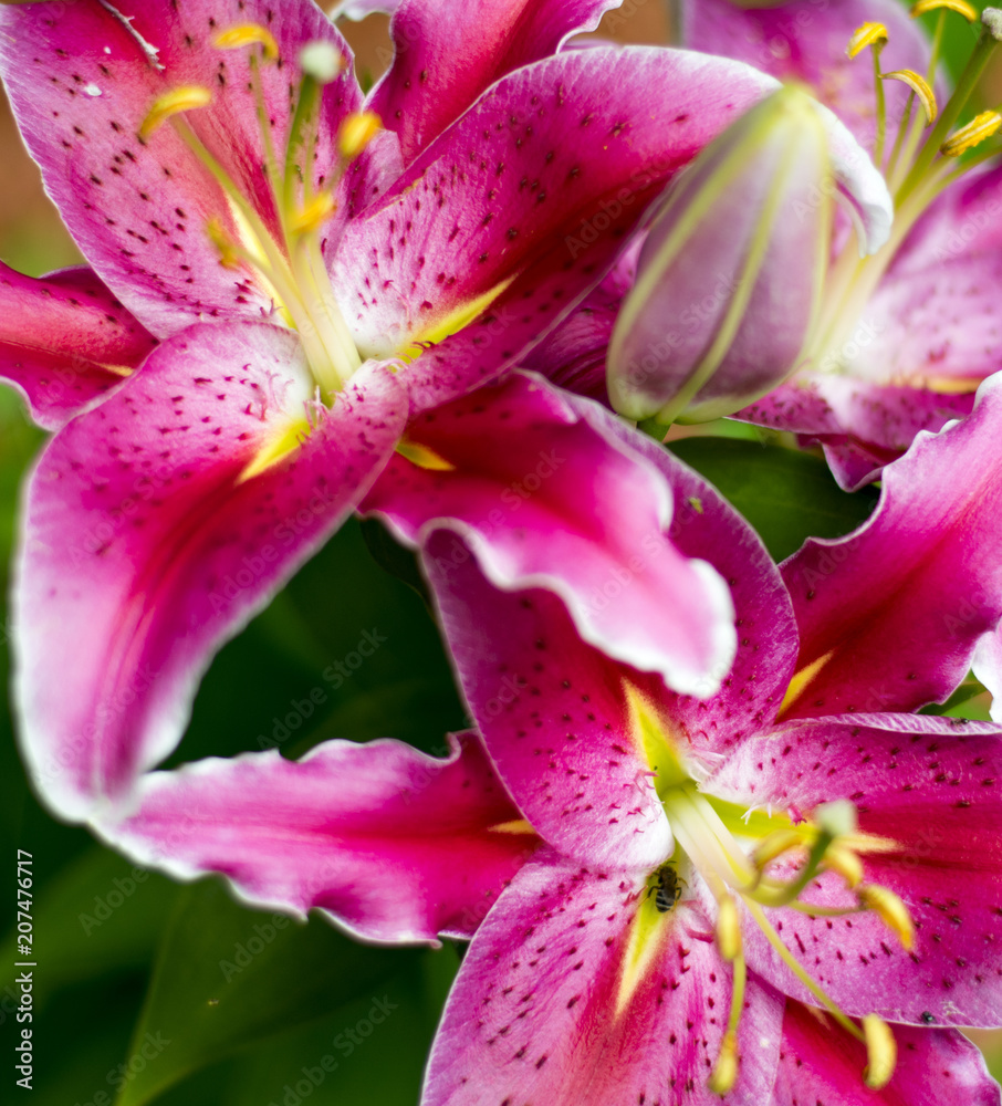 Pink Lillies Pink Lillies