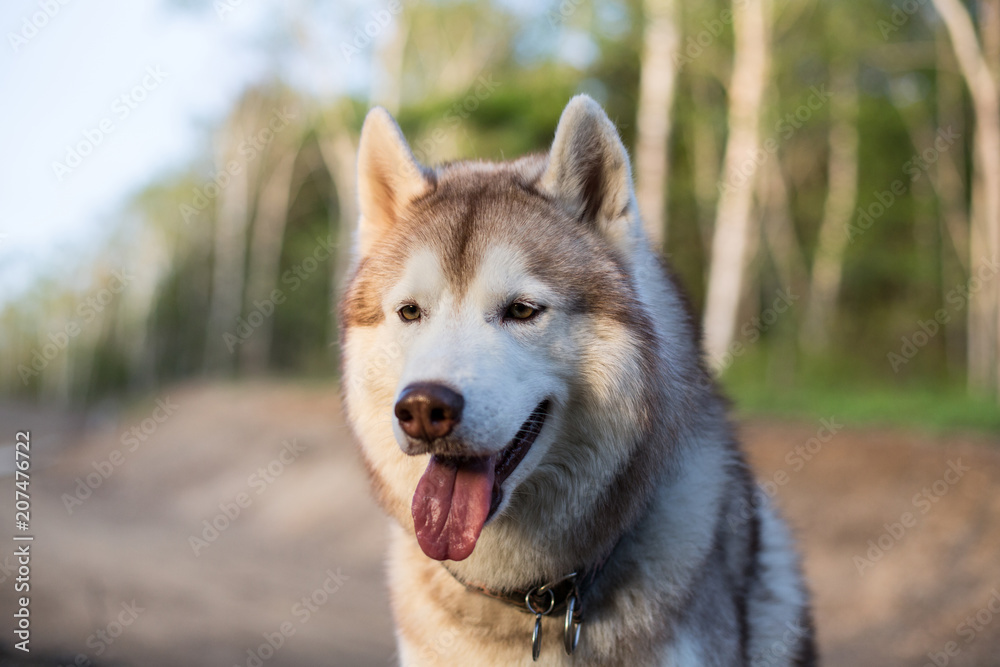 Obraz premium Close-up image of cute dog breed siberian husky with tonque out in the forest at sunset. Portrait of friendly husky dog on green grass background