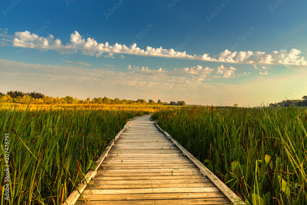 Obraz premium Summer Morning