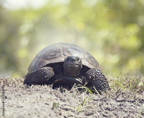 Gopher Tortoise walking