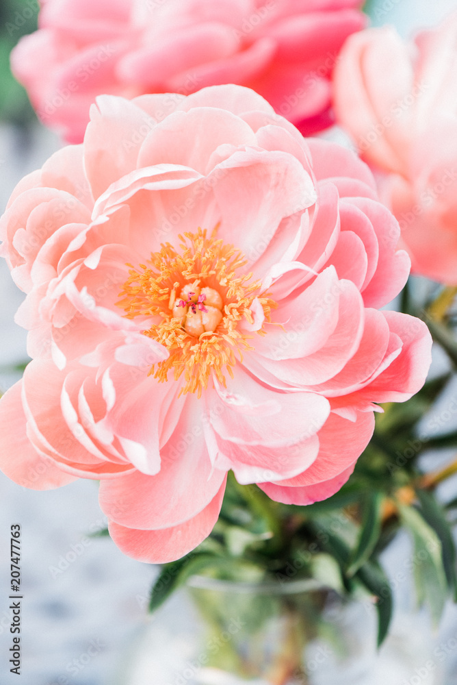 Fototapeta premium Pink Peony
