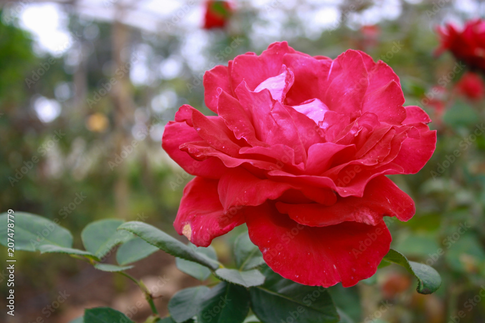 beautiful bush of red rose