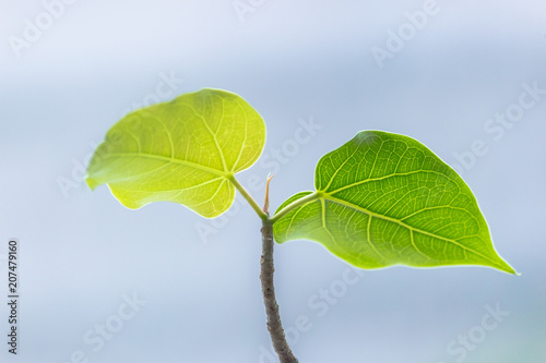 Bodhi Tree green leaf on the nature background
