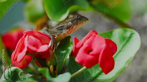 Oriental garden lizard on Euphorbia Beautiful Flower in Thailand photo