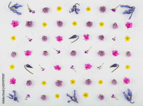 Top view of a flower composition on a white background. A pattern of flowering buds of garden plants