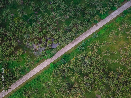Top down view of tropical palm trees along a road
