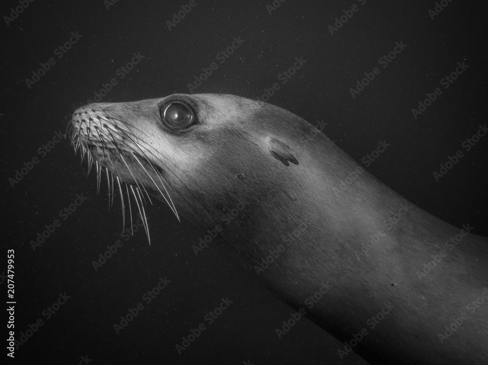 Fototapeta premium sealion portrait