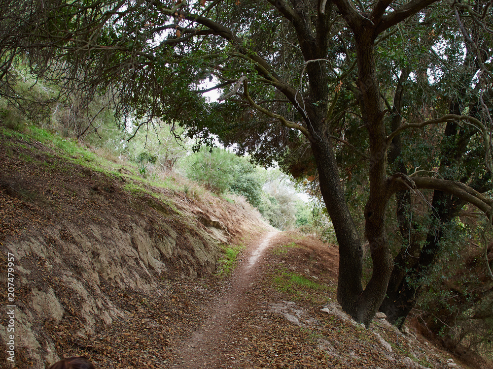 Fototapeta premium Typical Mediterranean forest on the hills