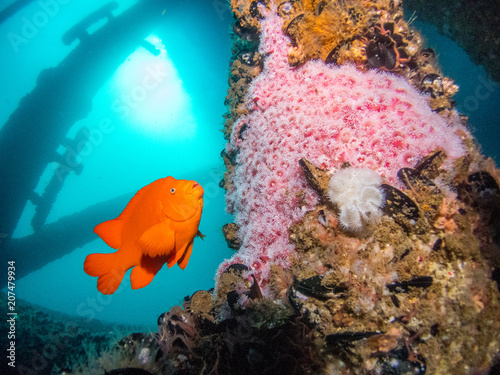 Garibaldi at Oil Rigs
