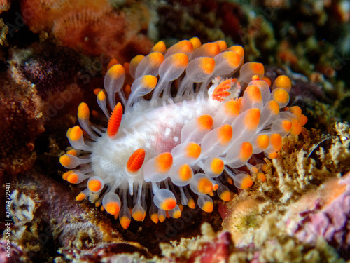 cockerell's dorid nudibranch © Michael