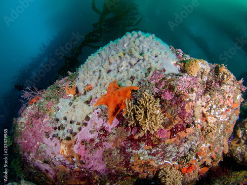 NorCal Reef