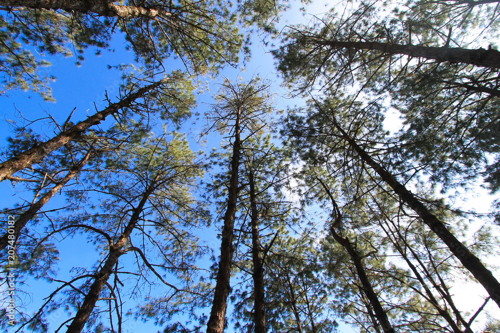 Fototapeta premium scenic view of very big and tall tree in the forest in the morning. looking up.