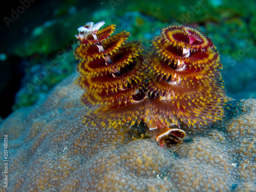 Red Christmas Tree Worm