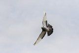homing pigeon bird flying with wide wing feather