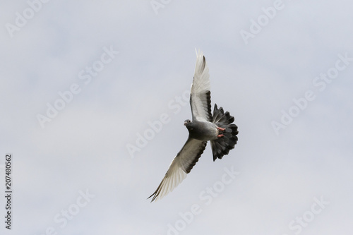 homing pigeon bird flying with wide wing feather