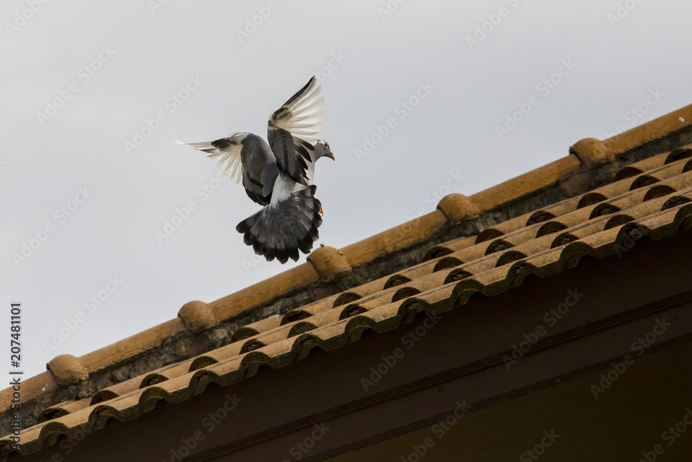 pigeon bird approaching for perching on home roof pigeon bird approaching for perching on home roof